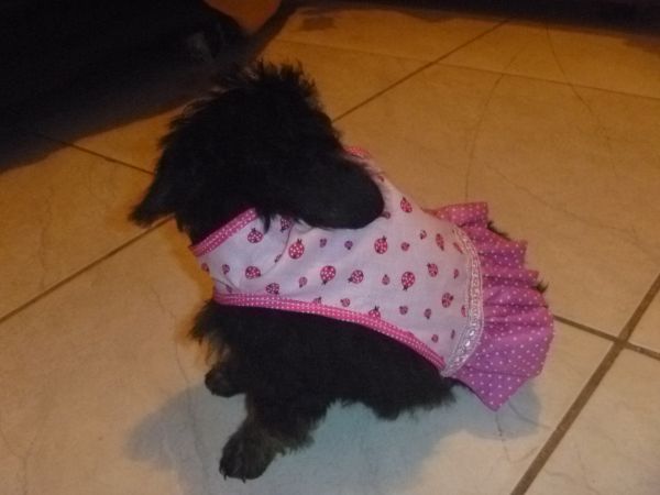 Roupinha Pet